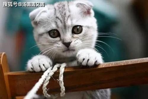 娱乐吃瓜君七七的折耳猫,娱乐吃瓜君的萌宠日常 第3张 娱乐吃瓜君七七的折耳猫,娱乐吃瓜君的萌宠日常 第3张